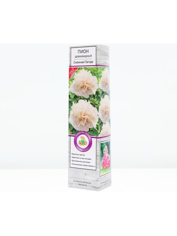 Пион древовидный  