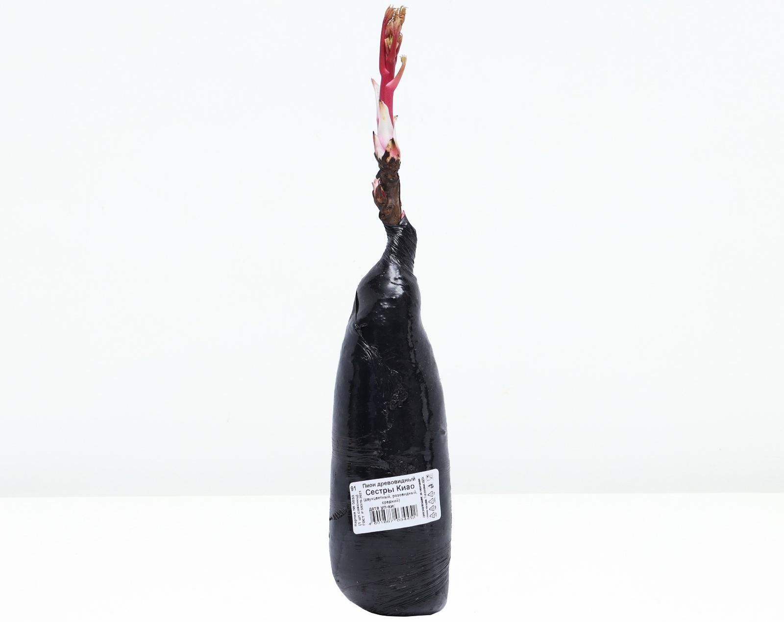 Пион древовидный двухцветный  