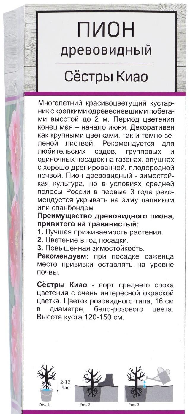 Пион древовидный двухцветный  