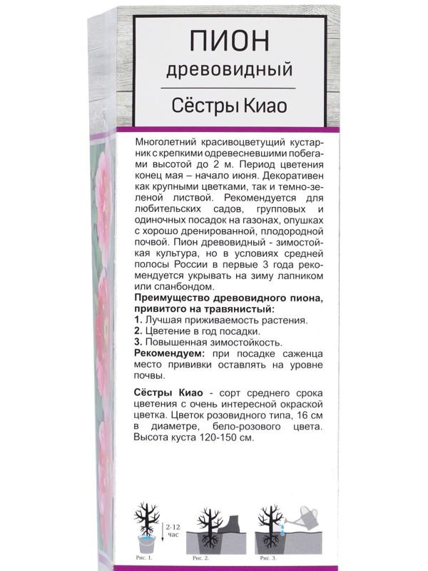 Пион древовидный двухцветный  