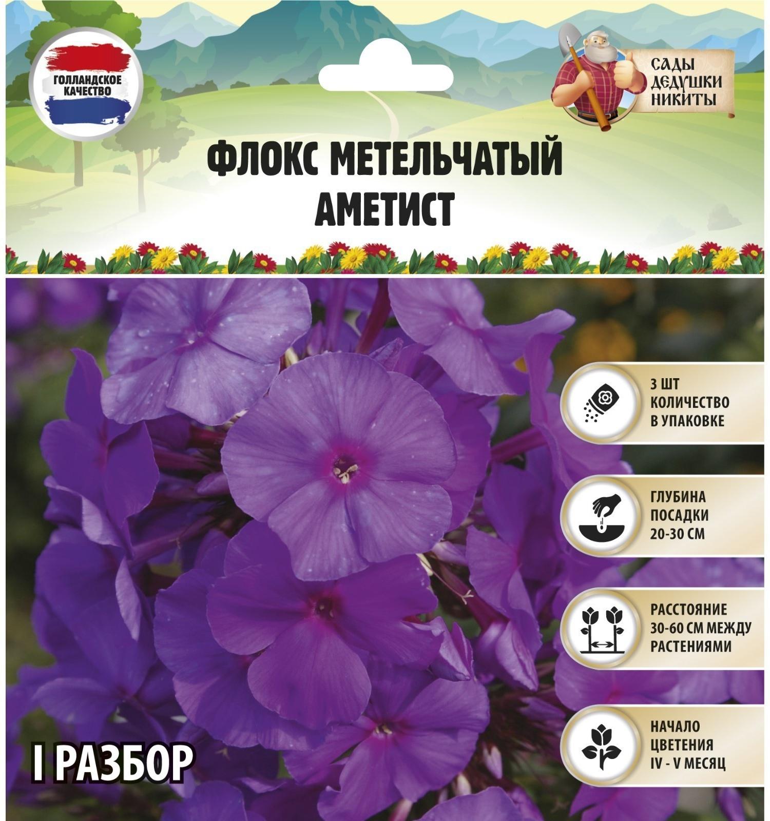 Флокс метельчатый 