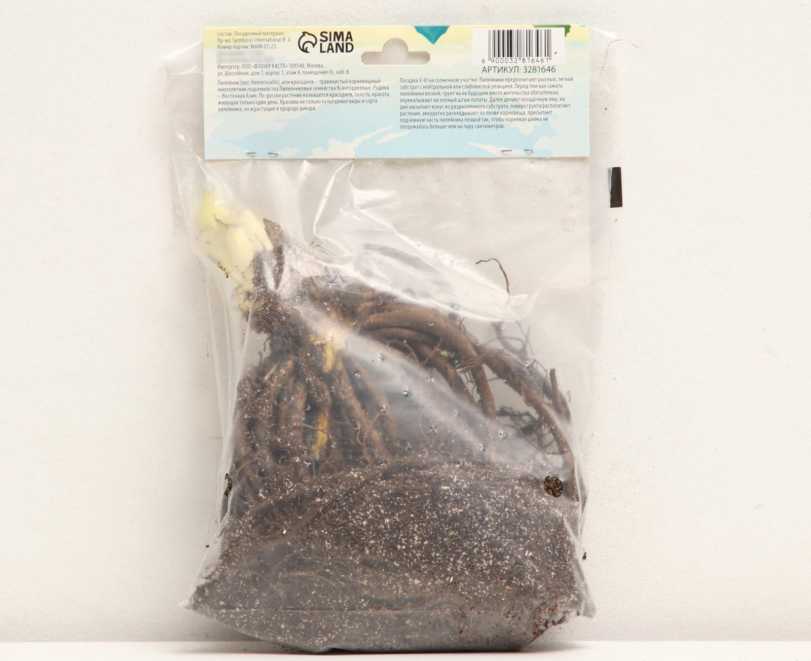 Флокс метельчатый 