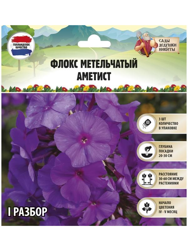 Флокс метельчатый 