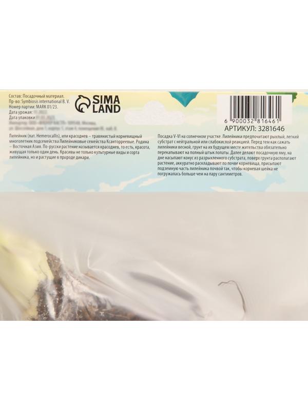 Флокс метельчатый 