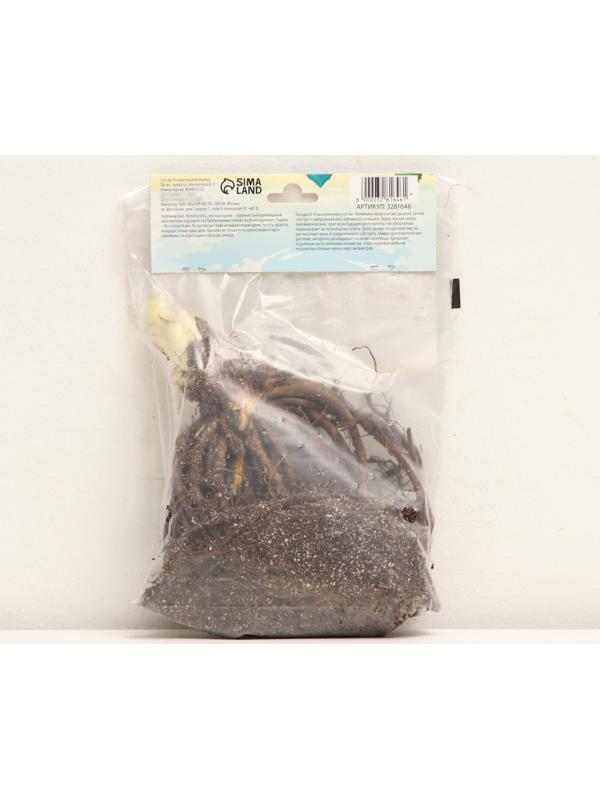 Флокс метельчатый 