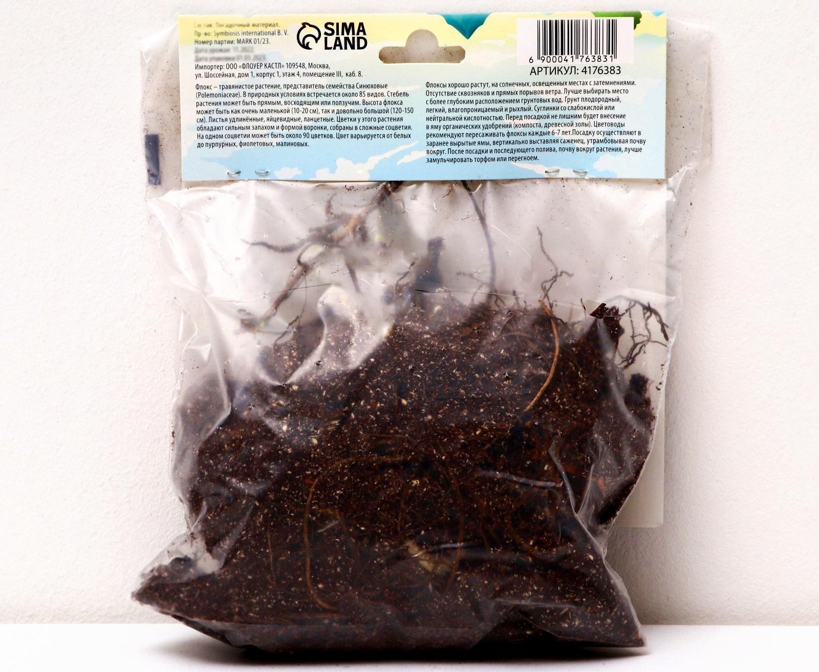 Флокс метельчатый 