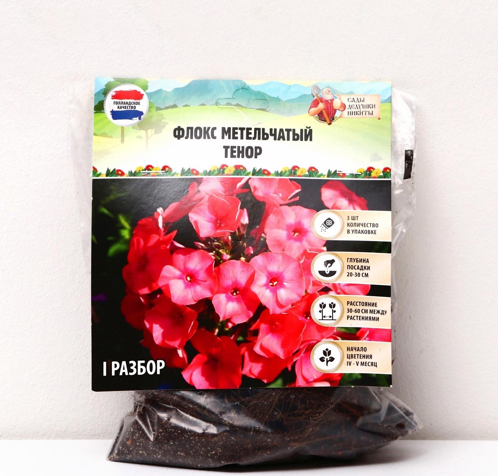 Флокс метельчатый 