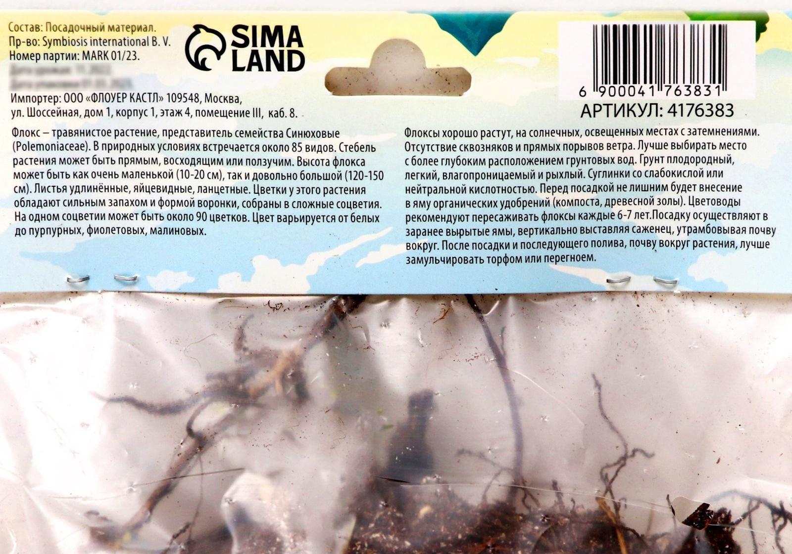 Флокс метельчатый 