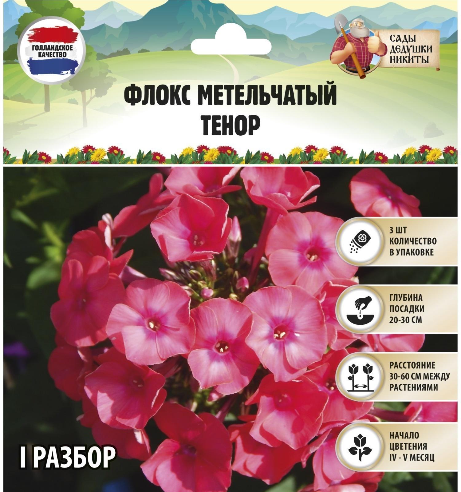 Флокс метельчатый 