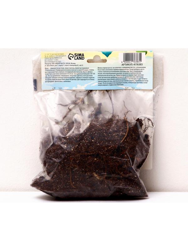 Флокс метельчатый 