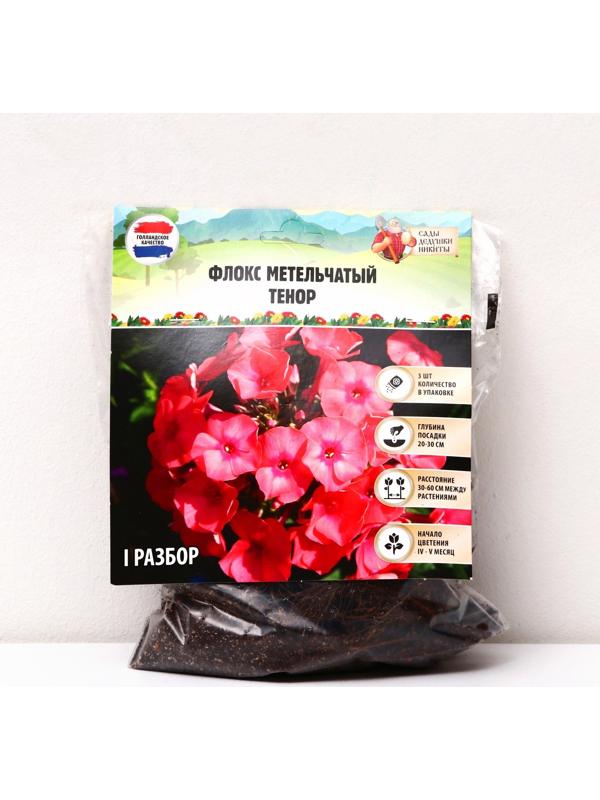 Флокс метельчатый 