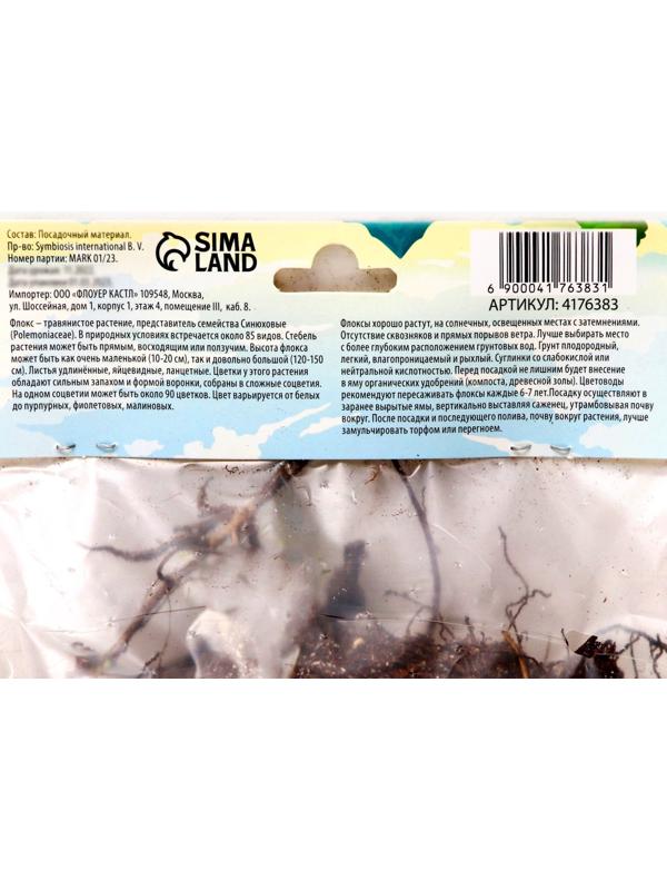 Флокс метельчатый 