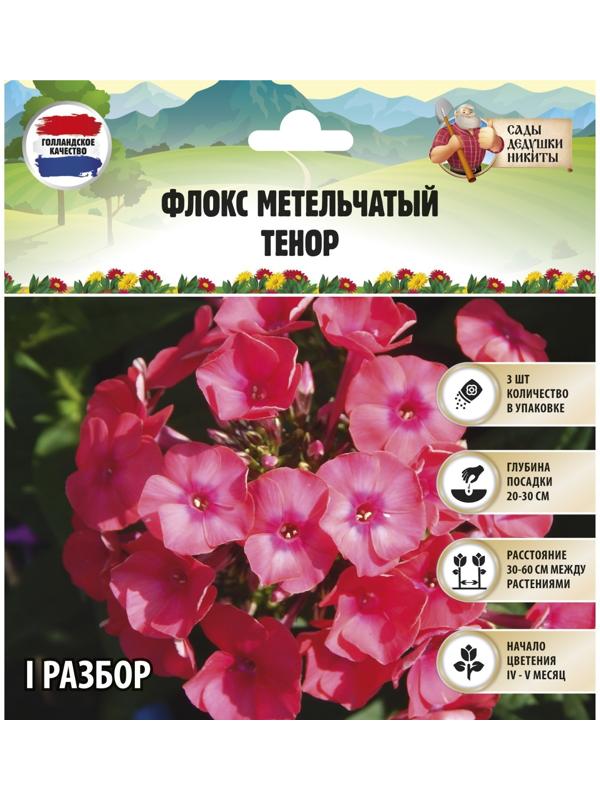 Флокс метельчатый 