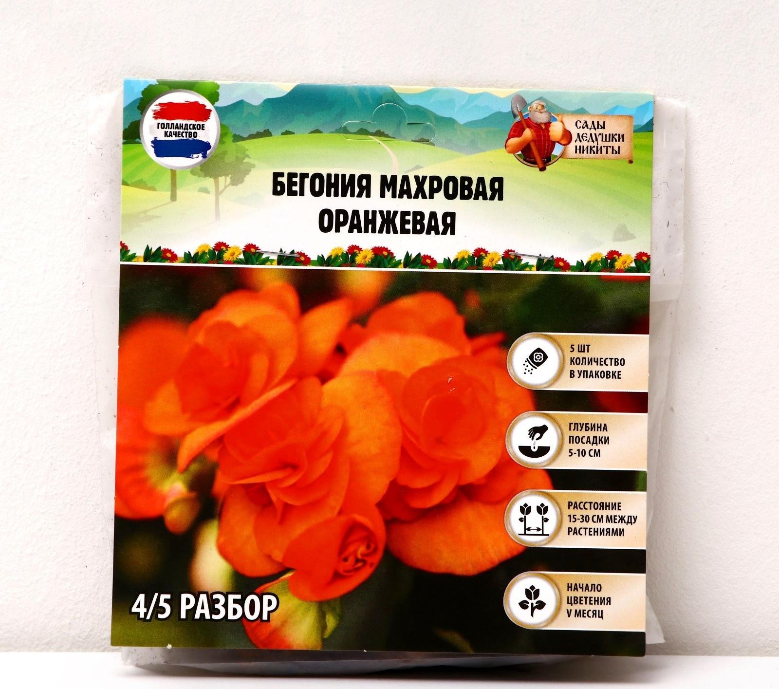 Бегония махровая 