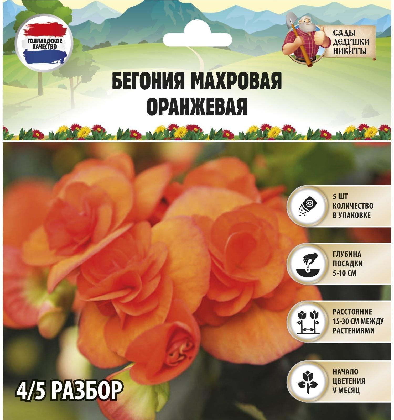 Бегония махровая 