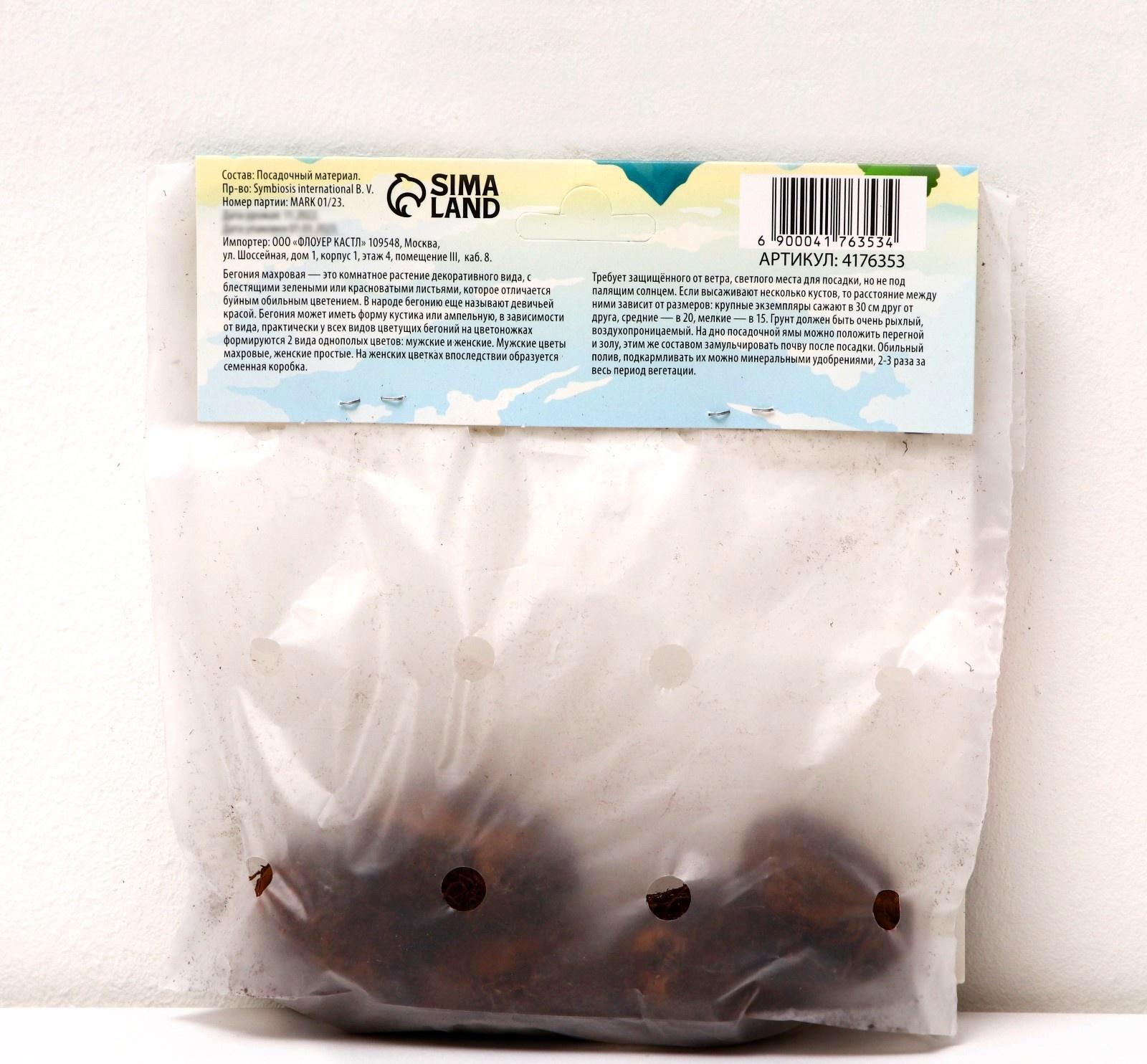 Бегония махровая 