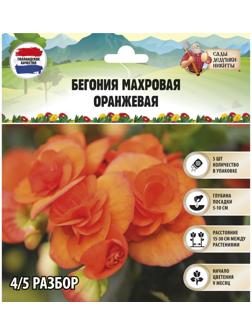 Бегония махровая 