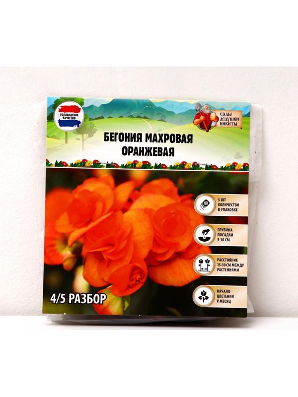 Бегония махровая 