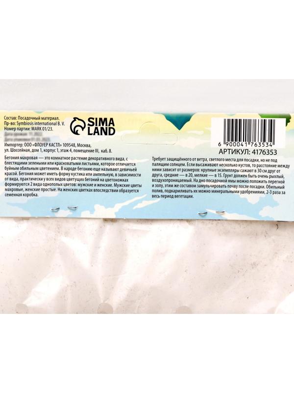 Бегония махровая 