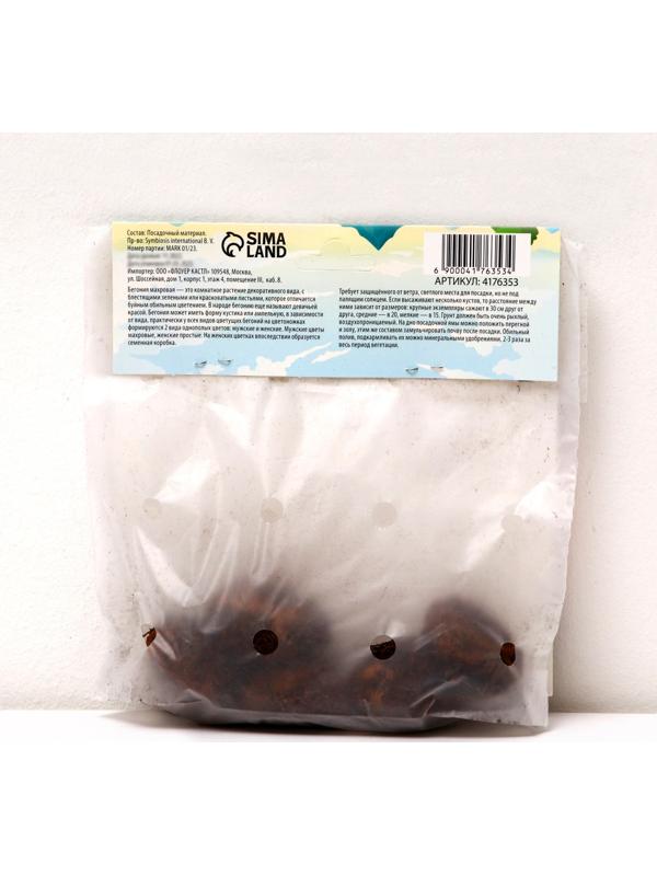 Бегония махровая 