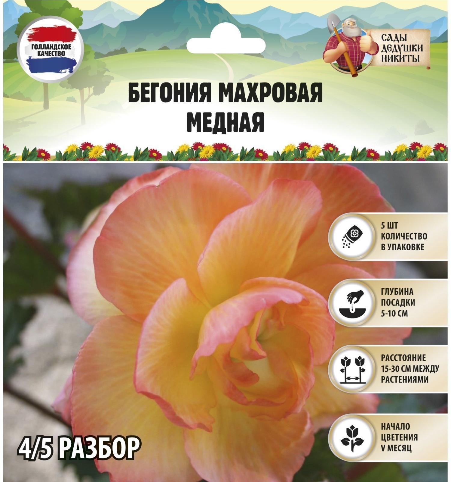 Бегония махровая 