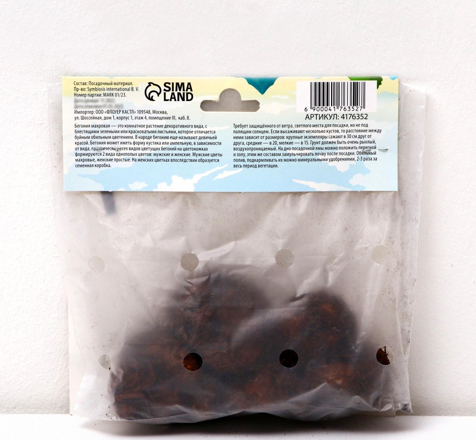 Бегония махровая 