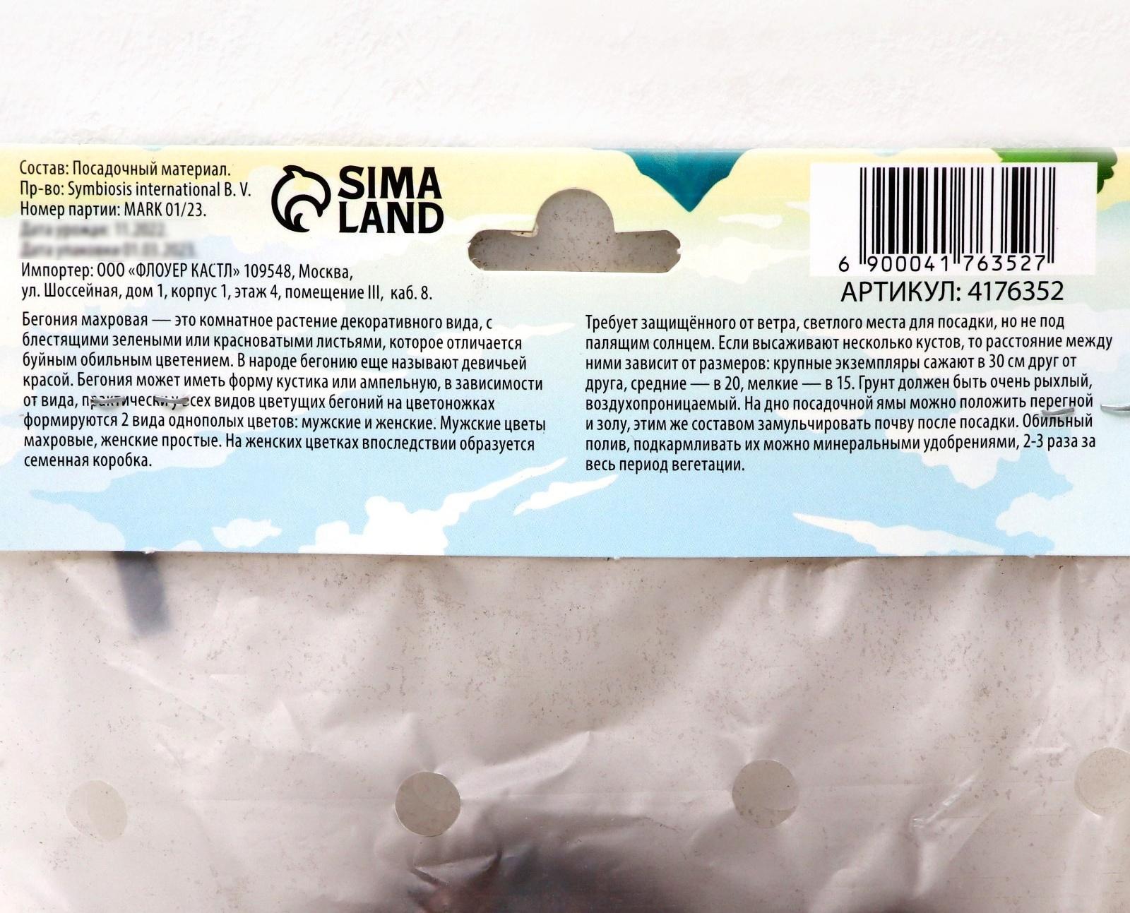 Бегония махровая 