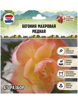 Бегония махровая 