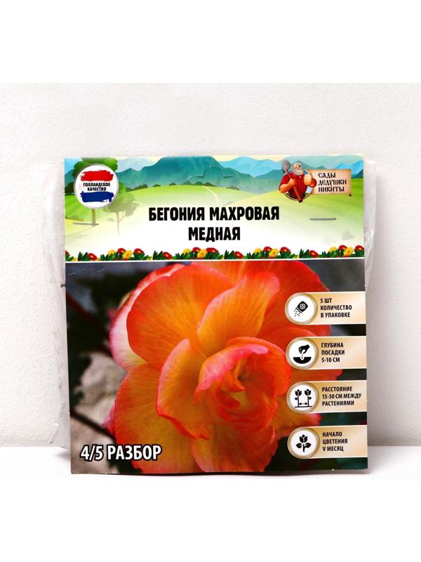 Бегония махровая 