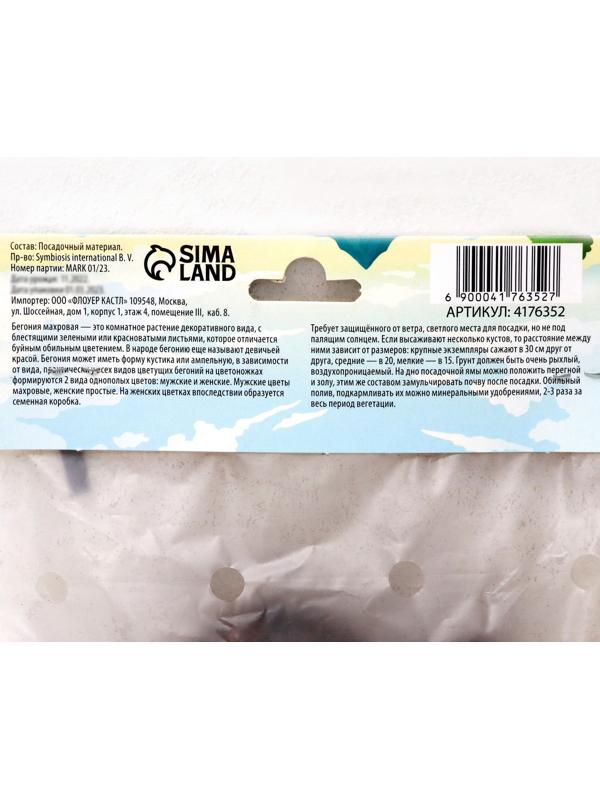 Бегония махровая 