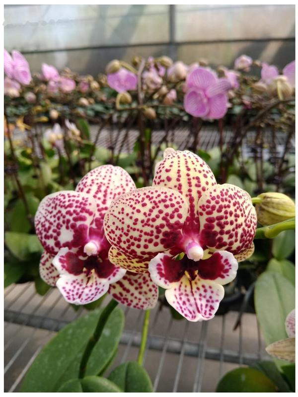 Фаленопсис Chi Yueh Golden George 2,5