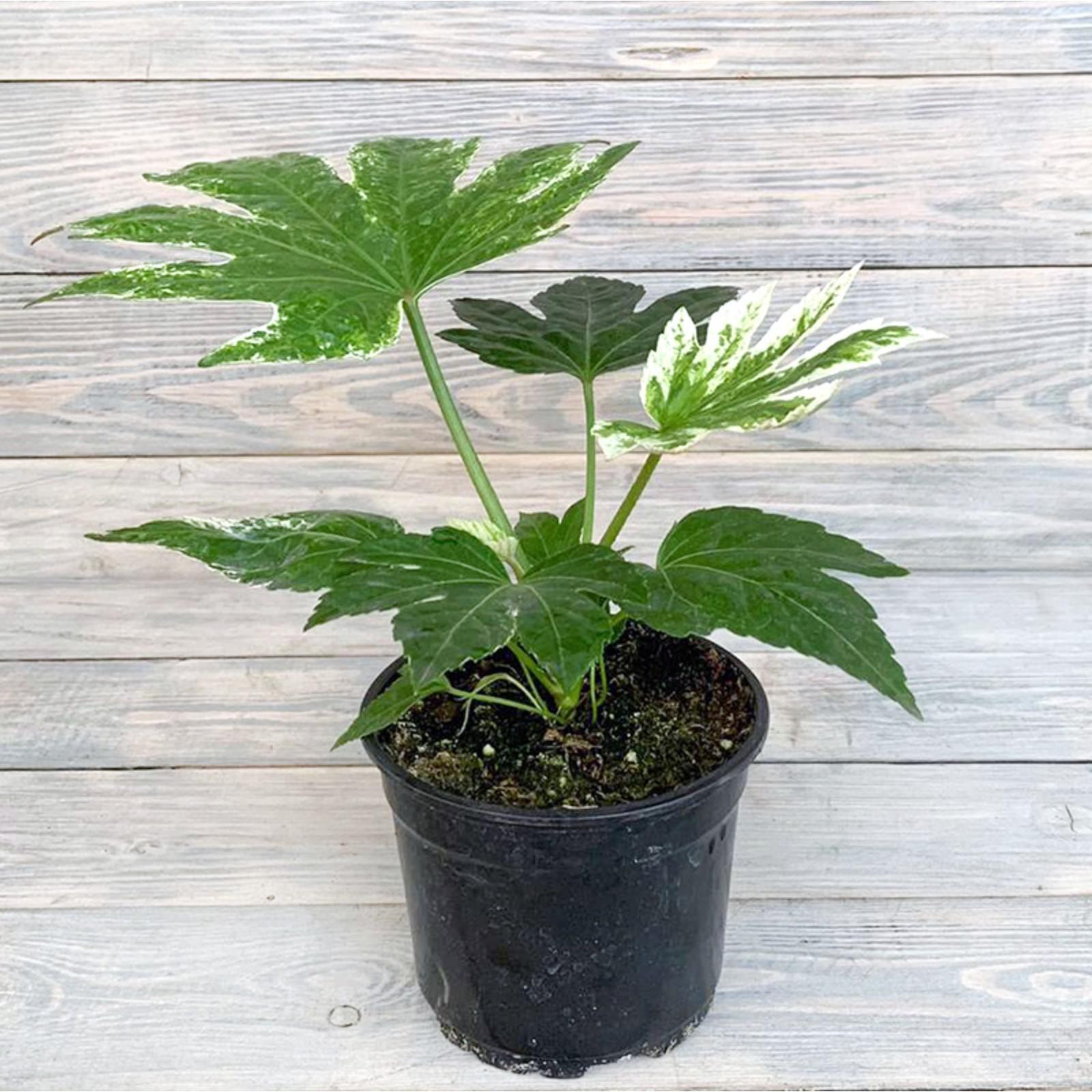 Комнатное растение Фатсия SpiDers Web, горшок D12