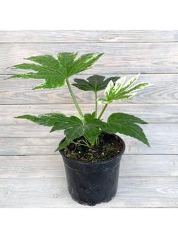 Комнатное растение Фатсия SpiDers Web, горшок D12