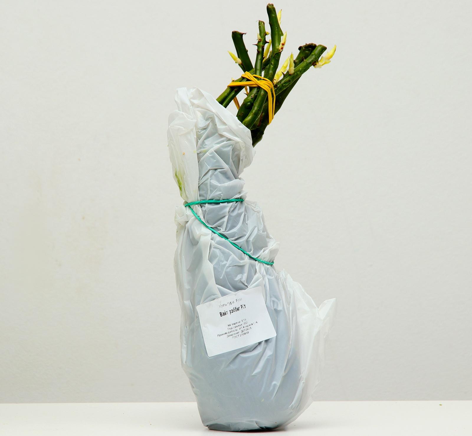 Роза Вайт рэббит, Весна 2024, 1 шт.