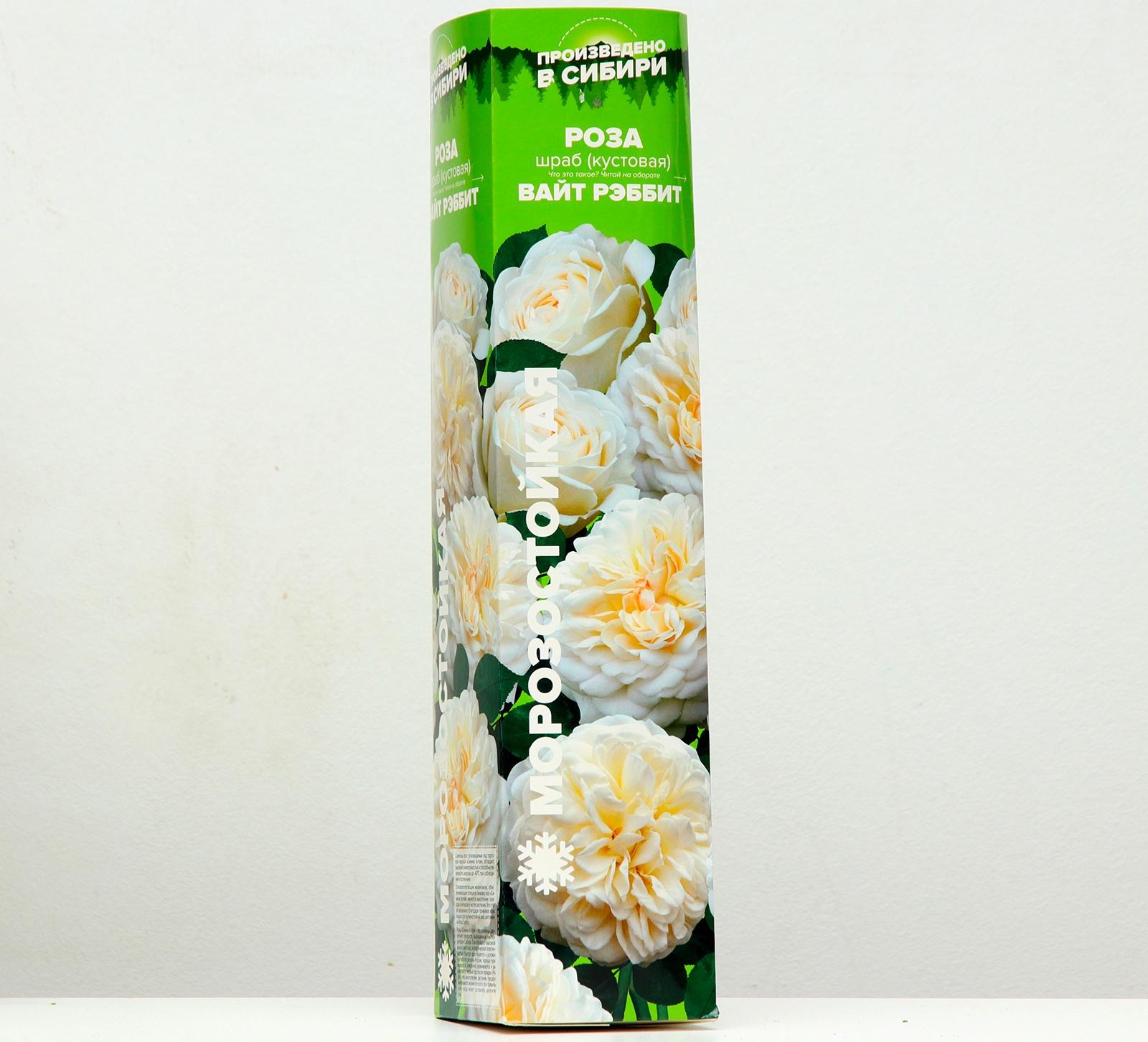 Роза Вайт рэббит, Весна 2024, 1 шт.