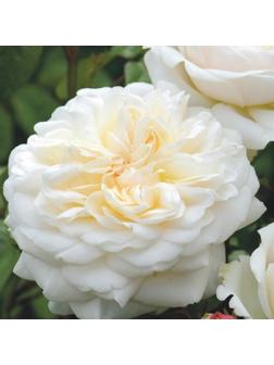 Роза Вайт рэббит, Весна 2024, 1 шт.