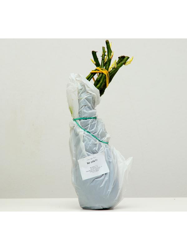 Роза Вайт рэббит, Весна 2024, 1 шт.