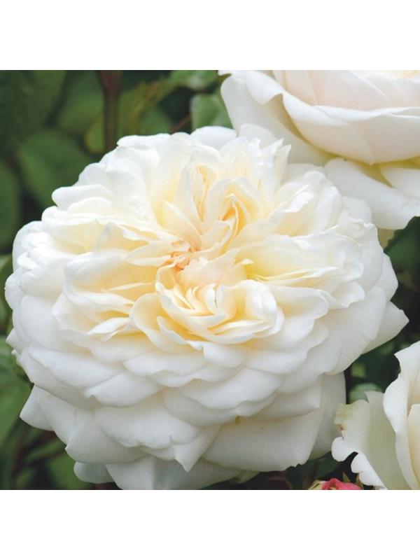 Роза Вайт рэббит, Весна 2024, 1 шт.