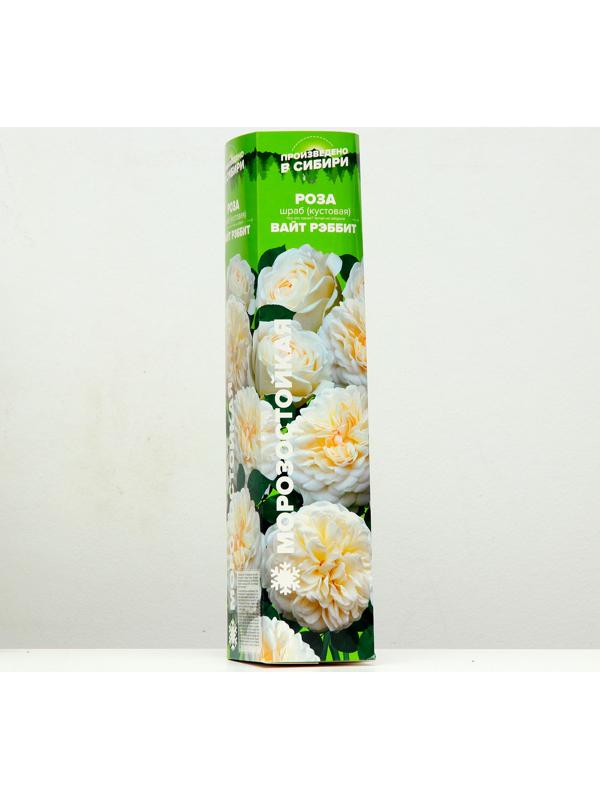 Роза Вайт рэббит, Весна 2024, 1 шт.