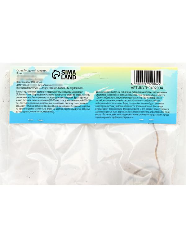 Флокс метельчтый 