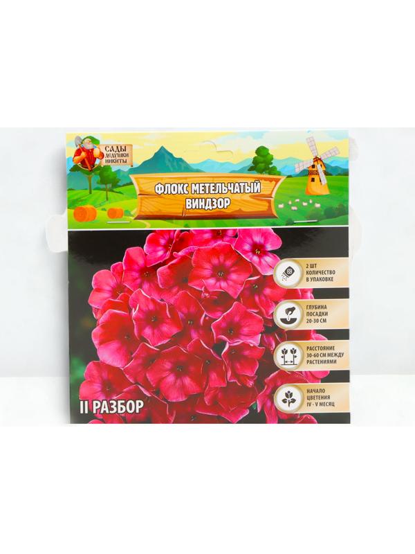 Флокс метельчтый 