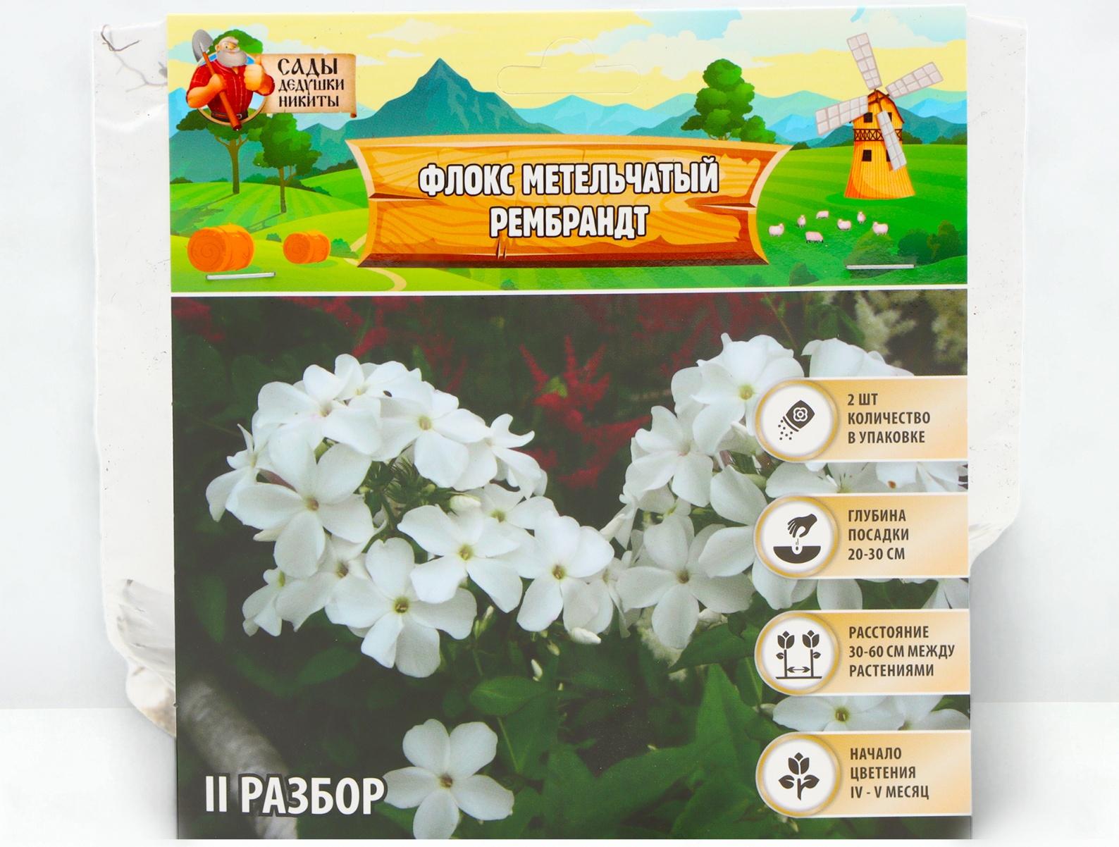 Флокс метельчтый 