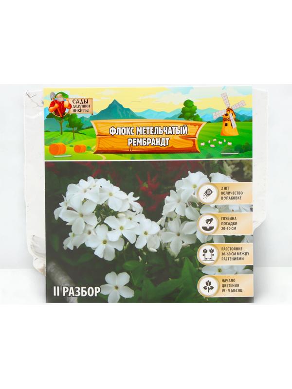 Флокс метельчтый 