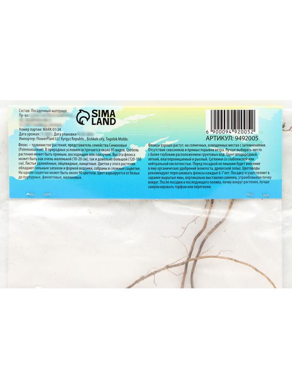 Флокс метельчтый 