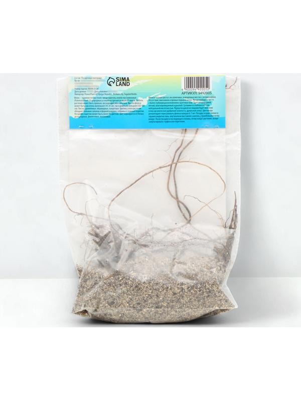 Флокс метельчтый 