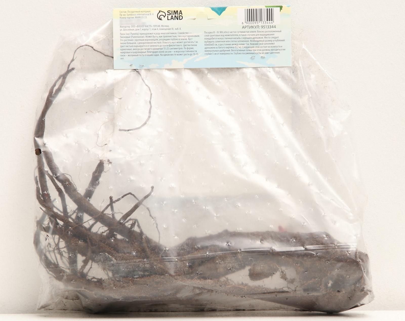 Флокс метельчтый 