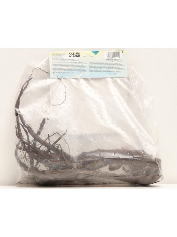 Флокс метельчтый 