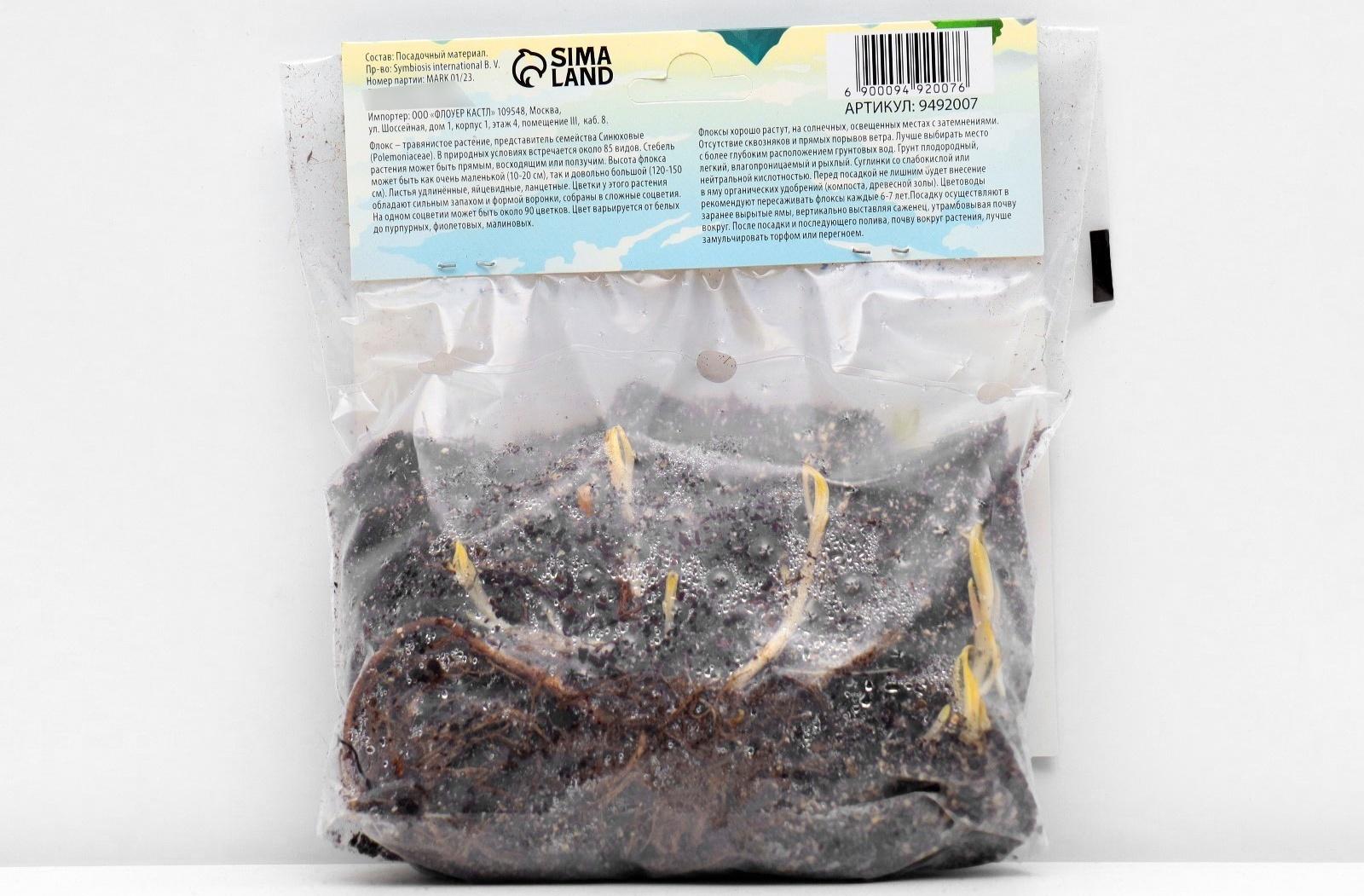 Флокс метельчтый 