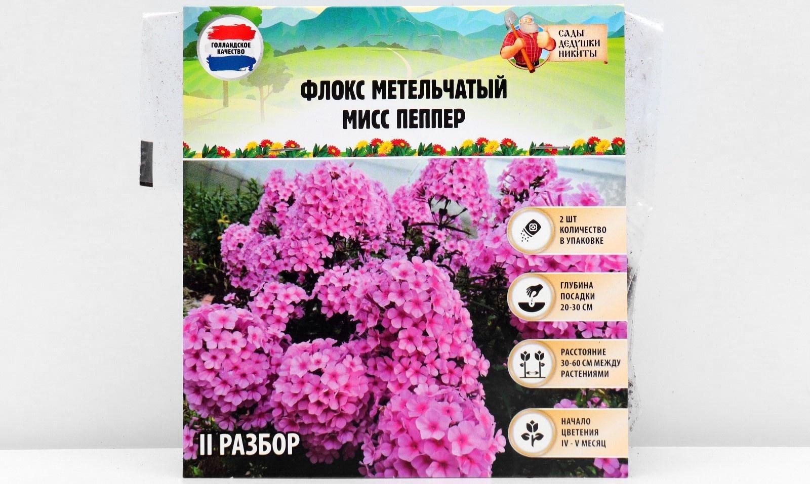 Флокс метельчтый 