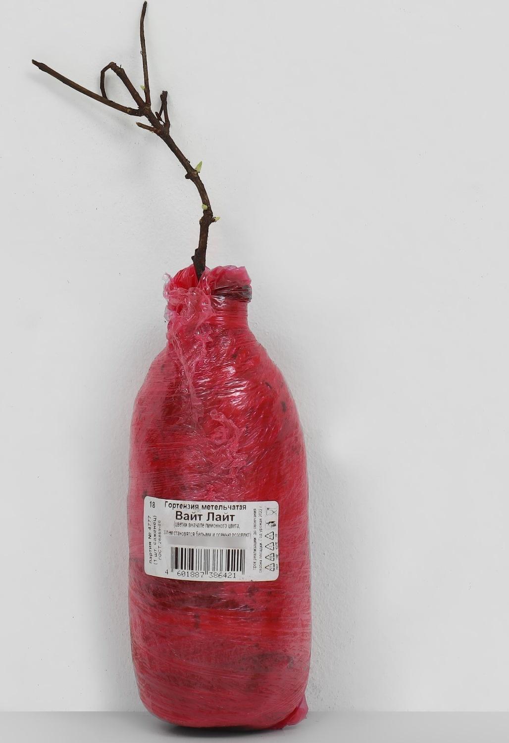 Гортензия метельчатая Патио Люкс 